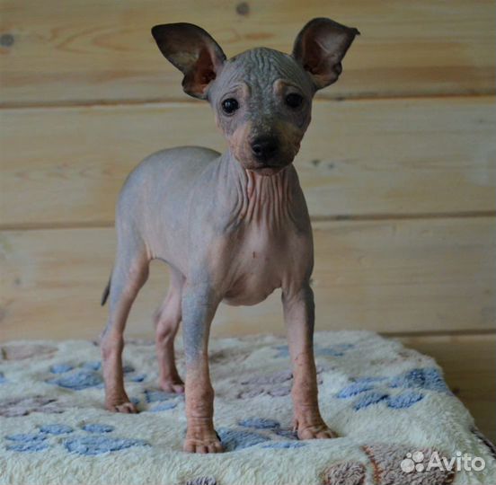 Девочка агт