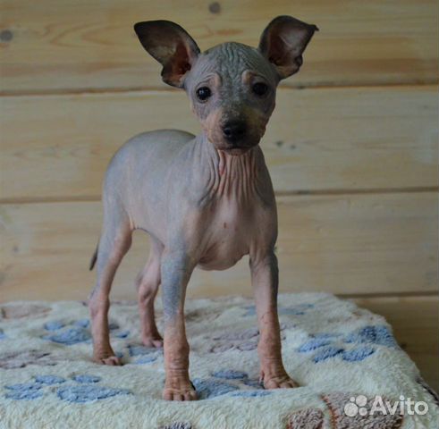 Девочка агт