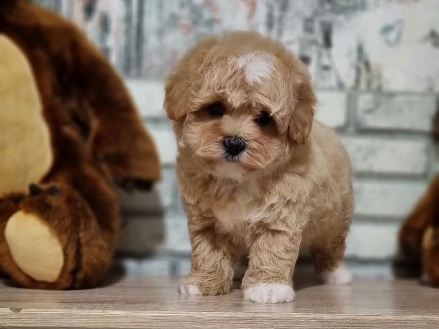 Maltipoo mini F1 мальчик