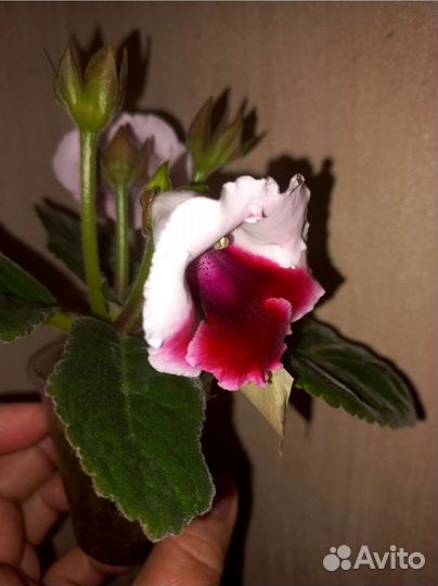 Тидея-глоксиния 