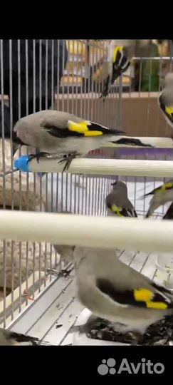 Птица щегол