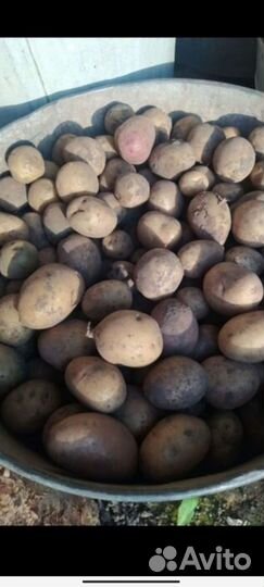 Мелкий картофель