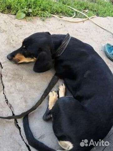 Щенки таксы