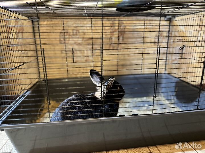 Кролик декоративный