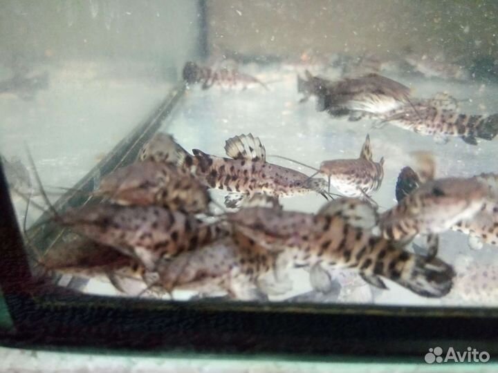 Пецилия дисковая, гуппи