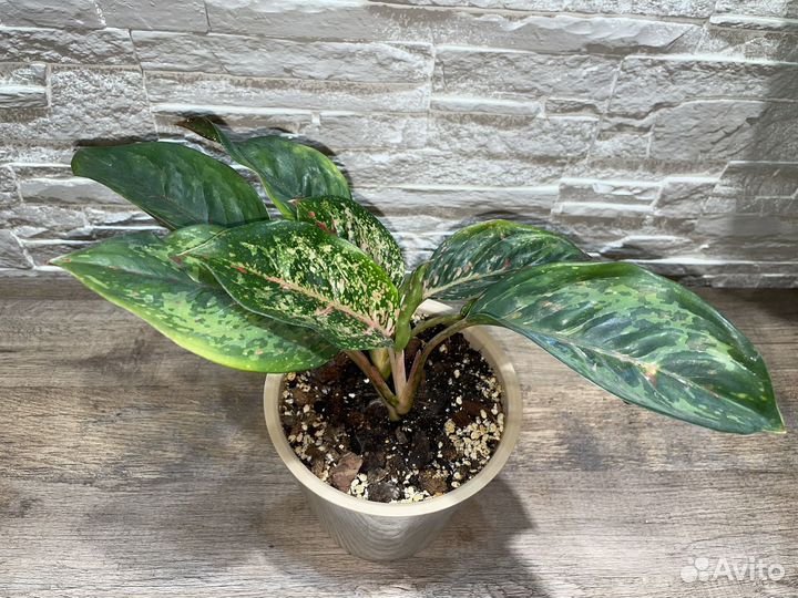 Аглаонема Black Karat