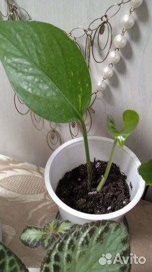 Комнатные цветы