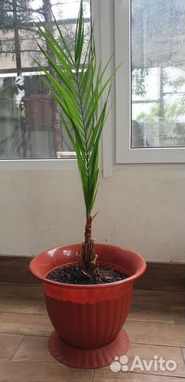 Финиковая пальма