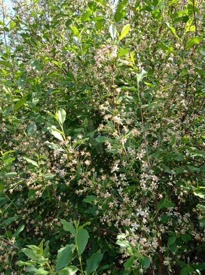 Участок 10 сот. (СНТ, ДНП)