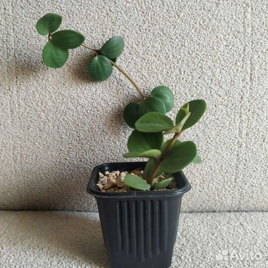 Пеперомия, Традесканция