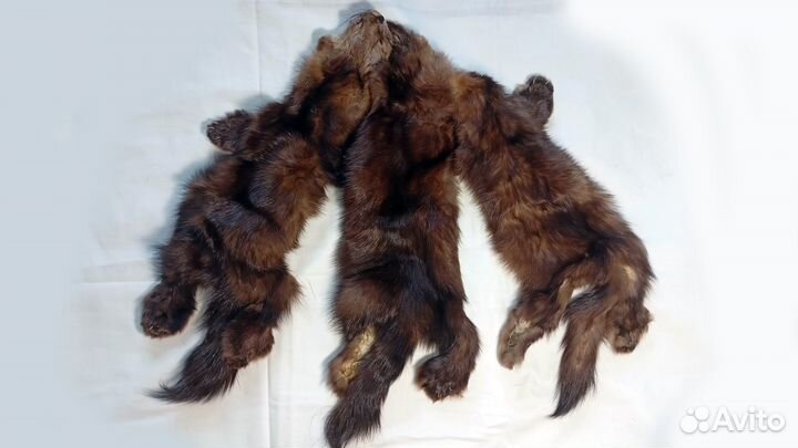 Шкурки соболя