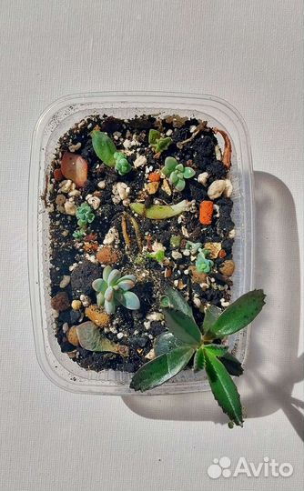 Мини садик, суккуленты набором микс, флорариум