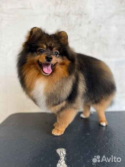 Померанский шпиц