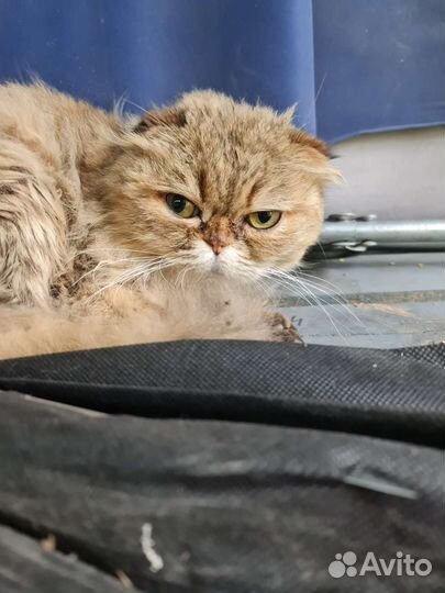 Кошечка ищет дом (шотландская длинношерстная)