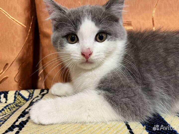 Котята в добрые руки бесплатно