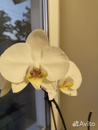 Орхидея, аглаонема, папоротник