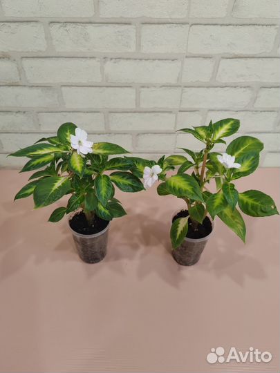 Бальзамин новогвинейский