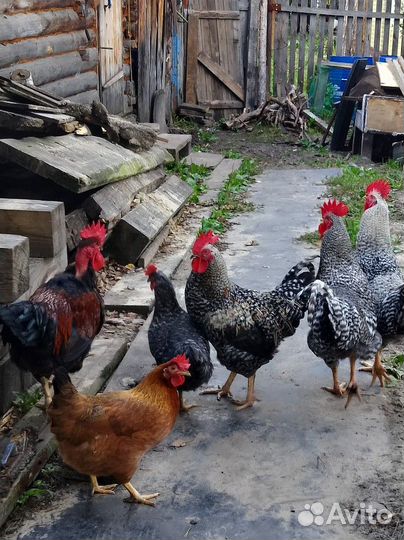 Петух доминант