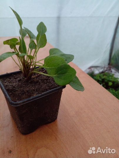 Эхинацея Баттерфляй Киссес