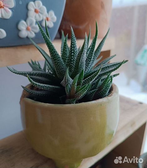 Суккуленты, хавортия детки