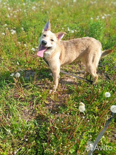 Девочка собака отдам