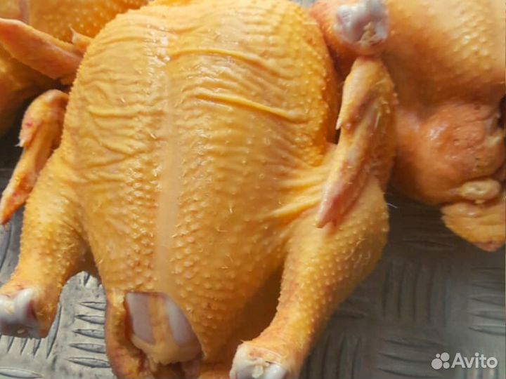 Куры фермерские