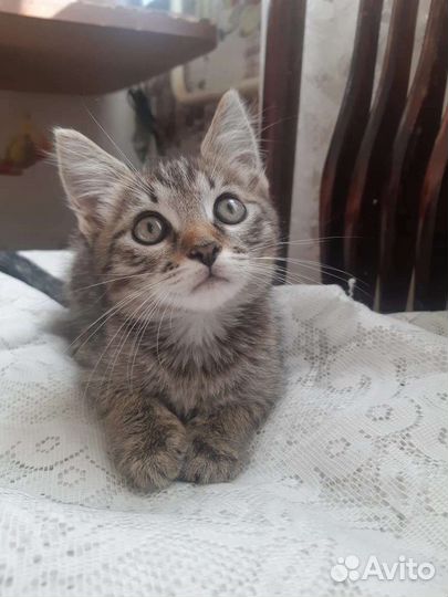 Сестричке и братику нужен дом