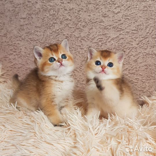Шотландские котята