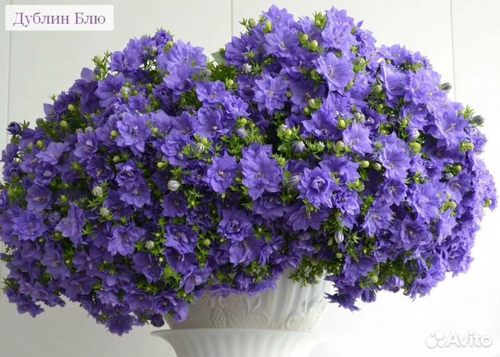 Детки кампанул