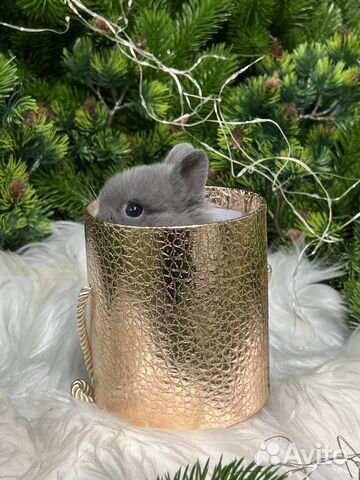 Малыши кролики