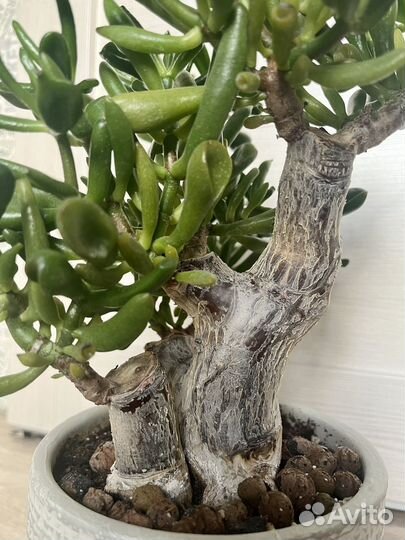 Крассула (толстянка, денежное дерево)