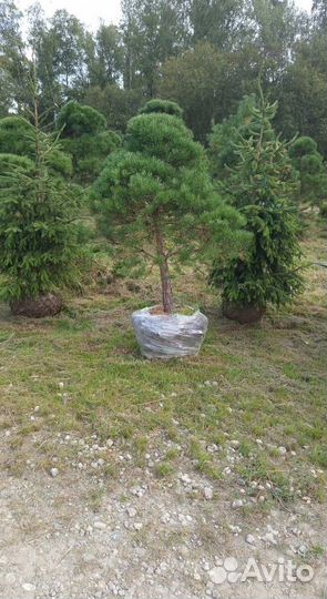 Туя Смарагд