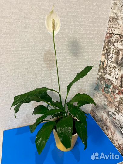 Спатифиллум цветущий