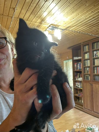 Котенок мальчик ищет дом