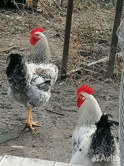 Молодые петухи