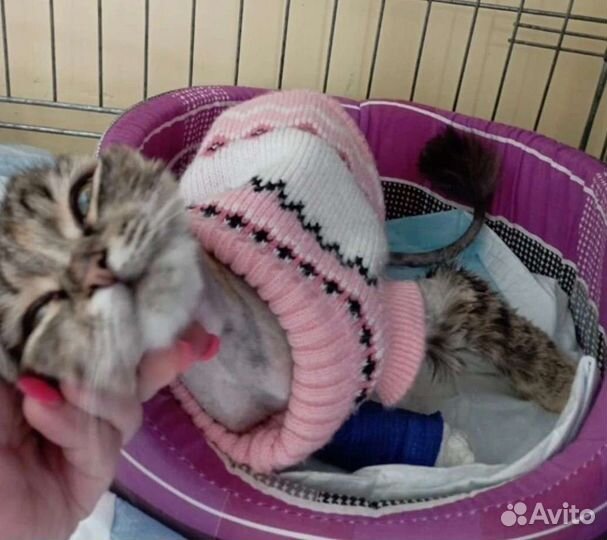 Малышка без ушка из трансформаторной будки