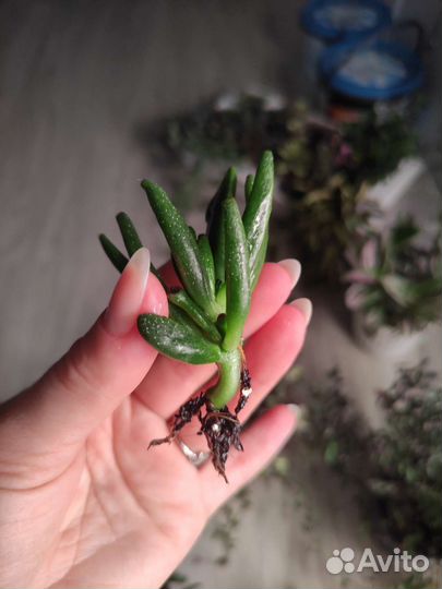 Крассула хоббит