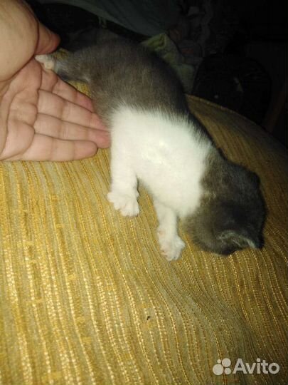 Котенок в дар бесплатно