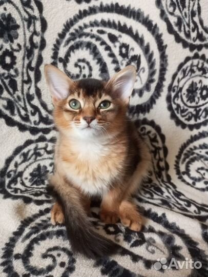 Сомалийская кошка