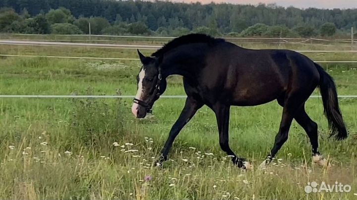 Кобыла в спорт