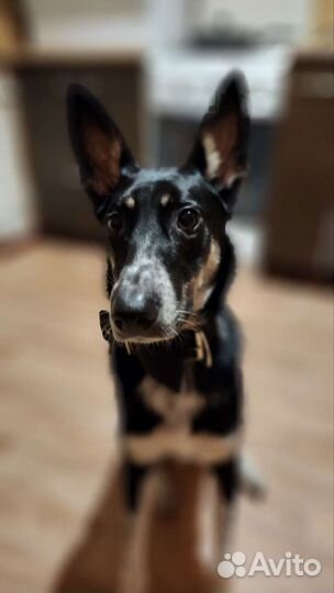 Собака ищет хозяев