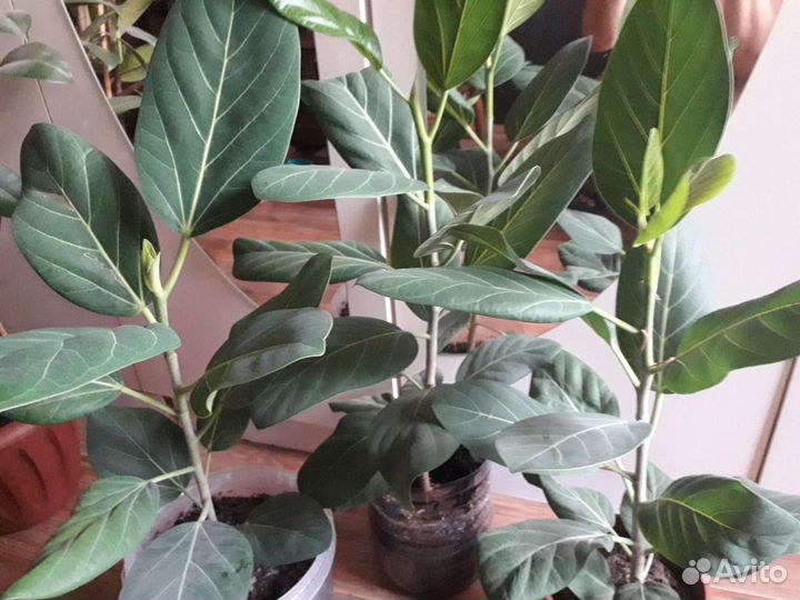 Фикусы 4 вида