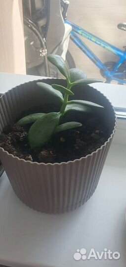 Толстянка с горшком