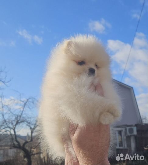 Щенки померанского шпица мини