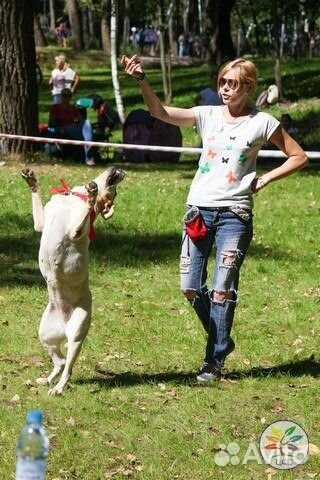 Дрессировка собак.Обучение владельцев.Передержка