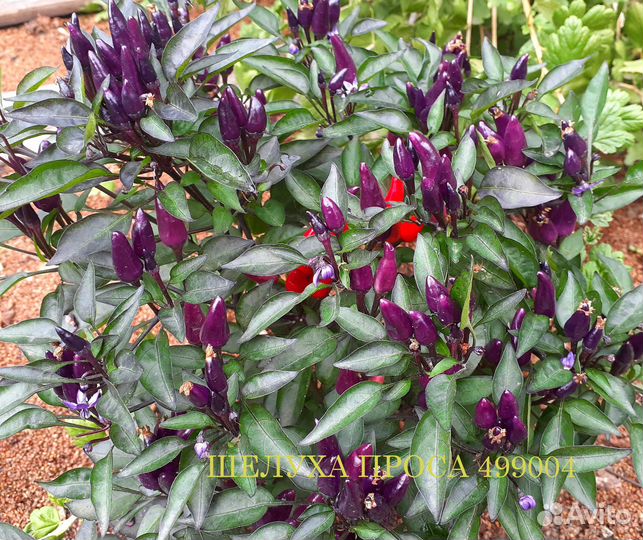 Удобрение шелуха проса мульча Камазом