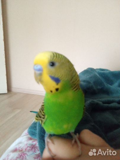 Волнистый попугай