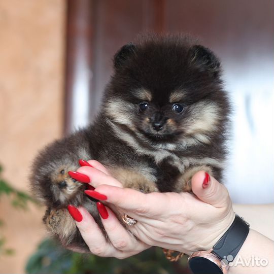 Померанский шпиц мини