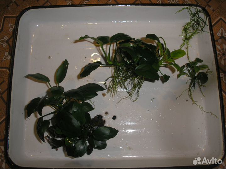 Креветки вишневые, растения