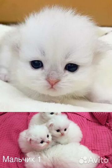 Турецкий Ван